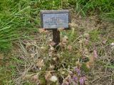 image of grave number 268833